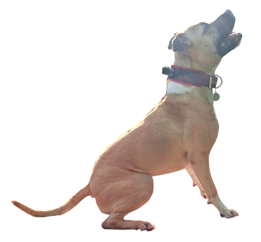 arkan, l'american staffordshire terrier levant la tête