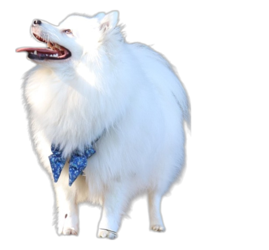 shiro, le spitz japonais levant la tête